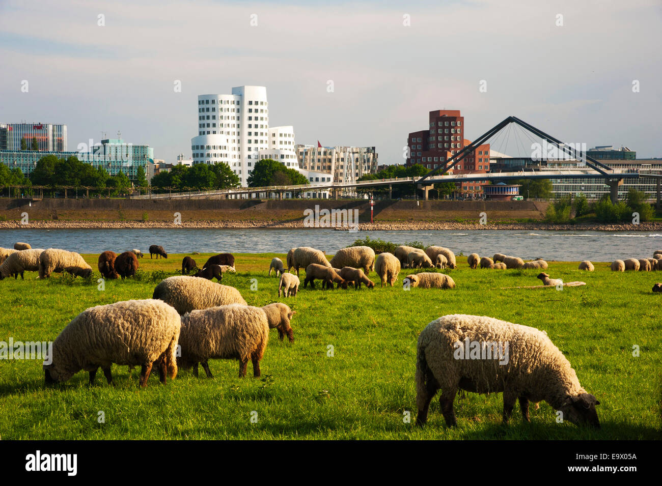 Sheep grazing in the green meadows on the banks of the Rhine river in Dusseldorf Oberkassel across from  Gehry buildings in the  Stock Photo
