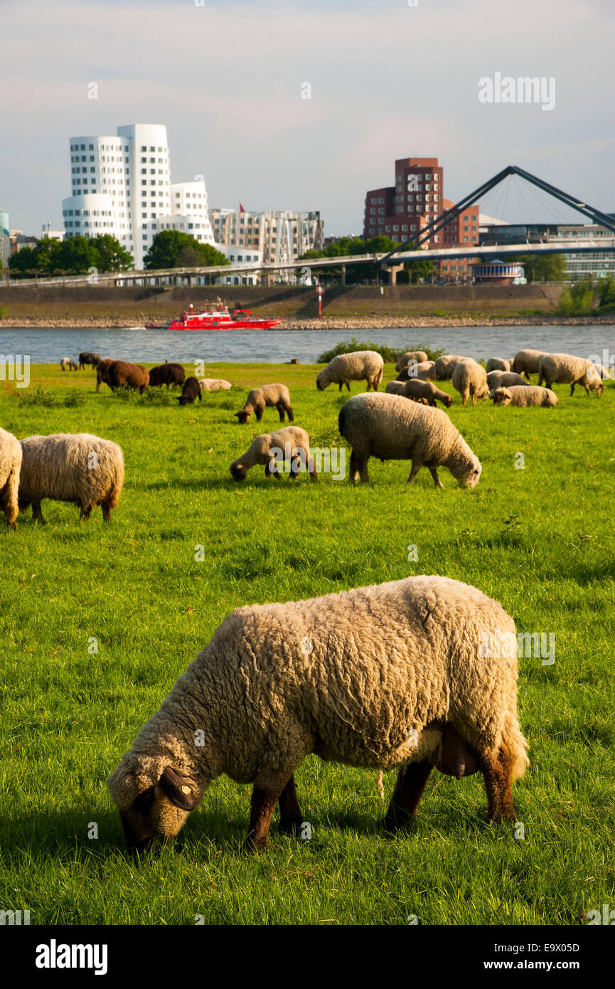 Sheep grazing in the green meadows on the banks of the Rhine river in Dusseldorf Oberkassel across from  Gehry buildings in the  Stock Photo