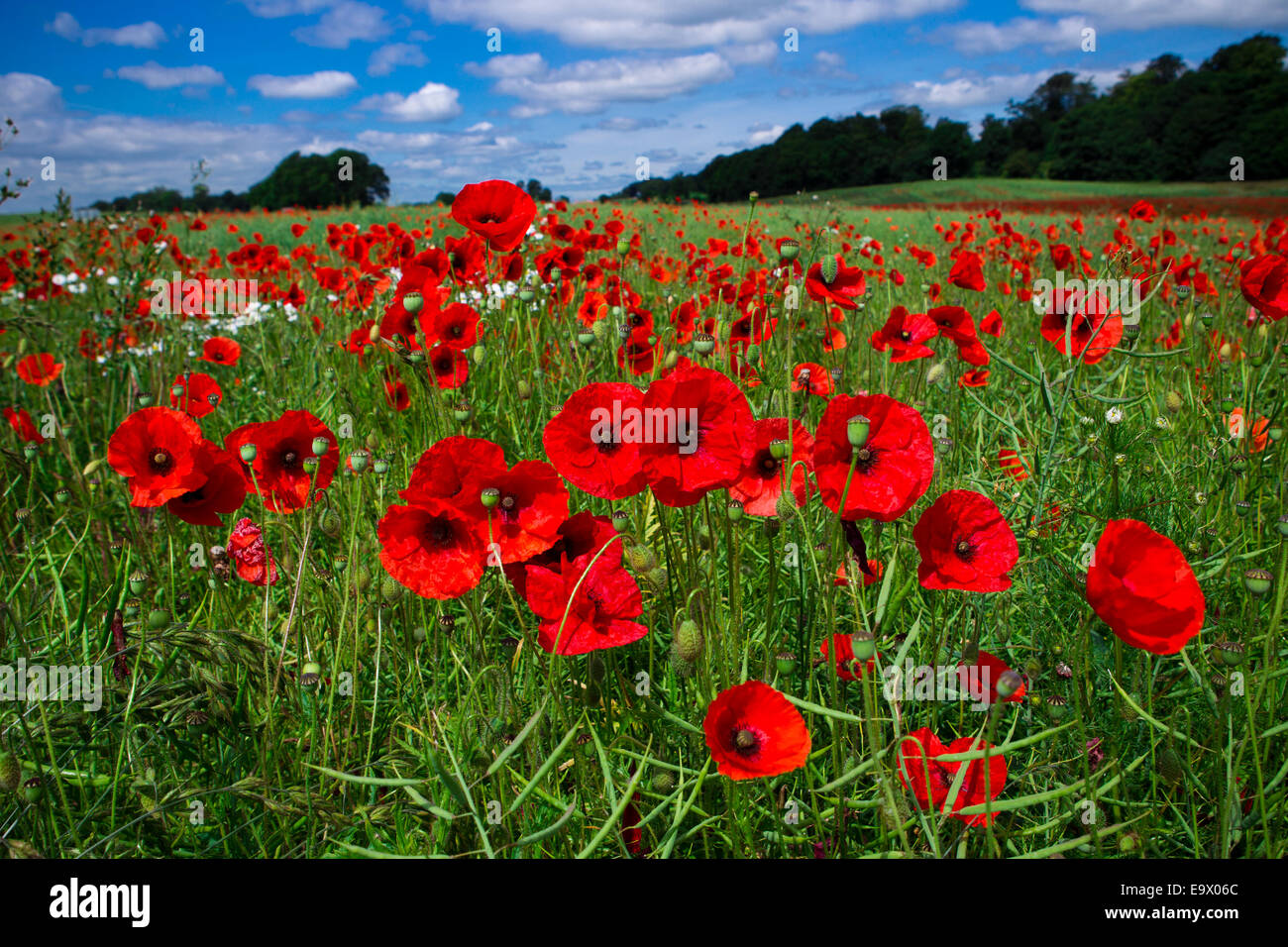 Poppies somme hi-res stock photography and images - Alamy
