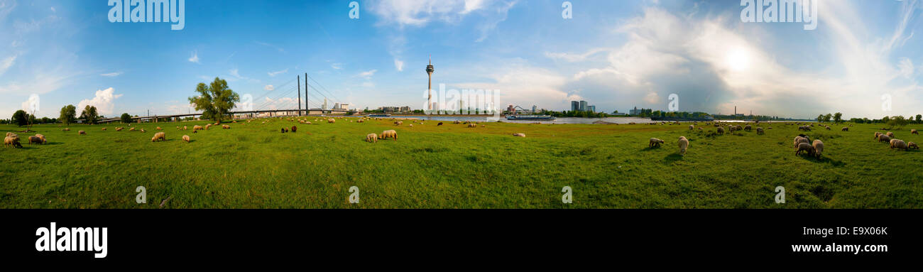 Sheep grazing in the green meadows on the banks of the Rhine river in Dusseldorf Oberkassel across from  Rhine Tower and Gehry b Stock Photo