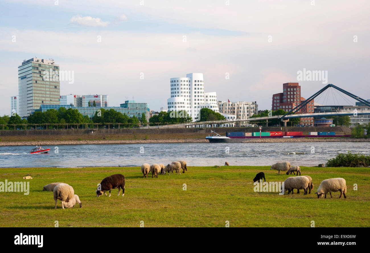 Sheep grazing in the green meadows on the left bank of the Rhine river in Dusseldorf Oberkassel across from  Gehry buildings, NRW, Germany Stock Photo