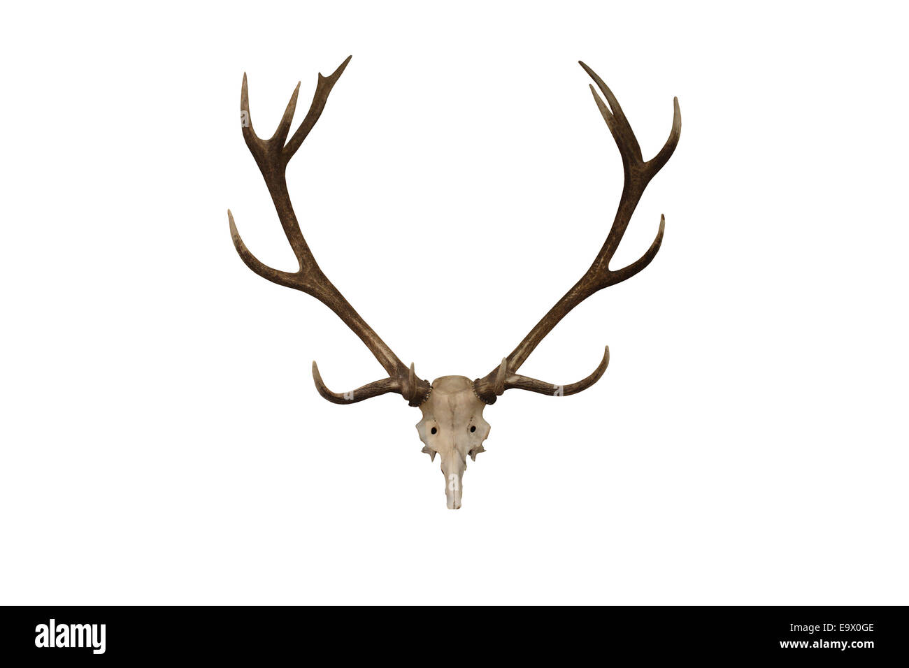 A Display Set of Mounted Deer Antlers. Stock Photo