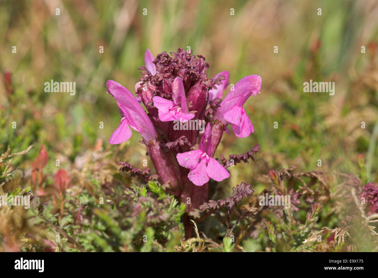 Lousewort (Pedicularis sylvatica), Wester Ross, Scotland, UK Stock Photo