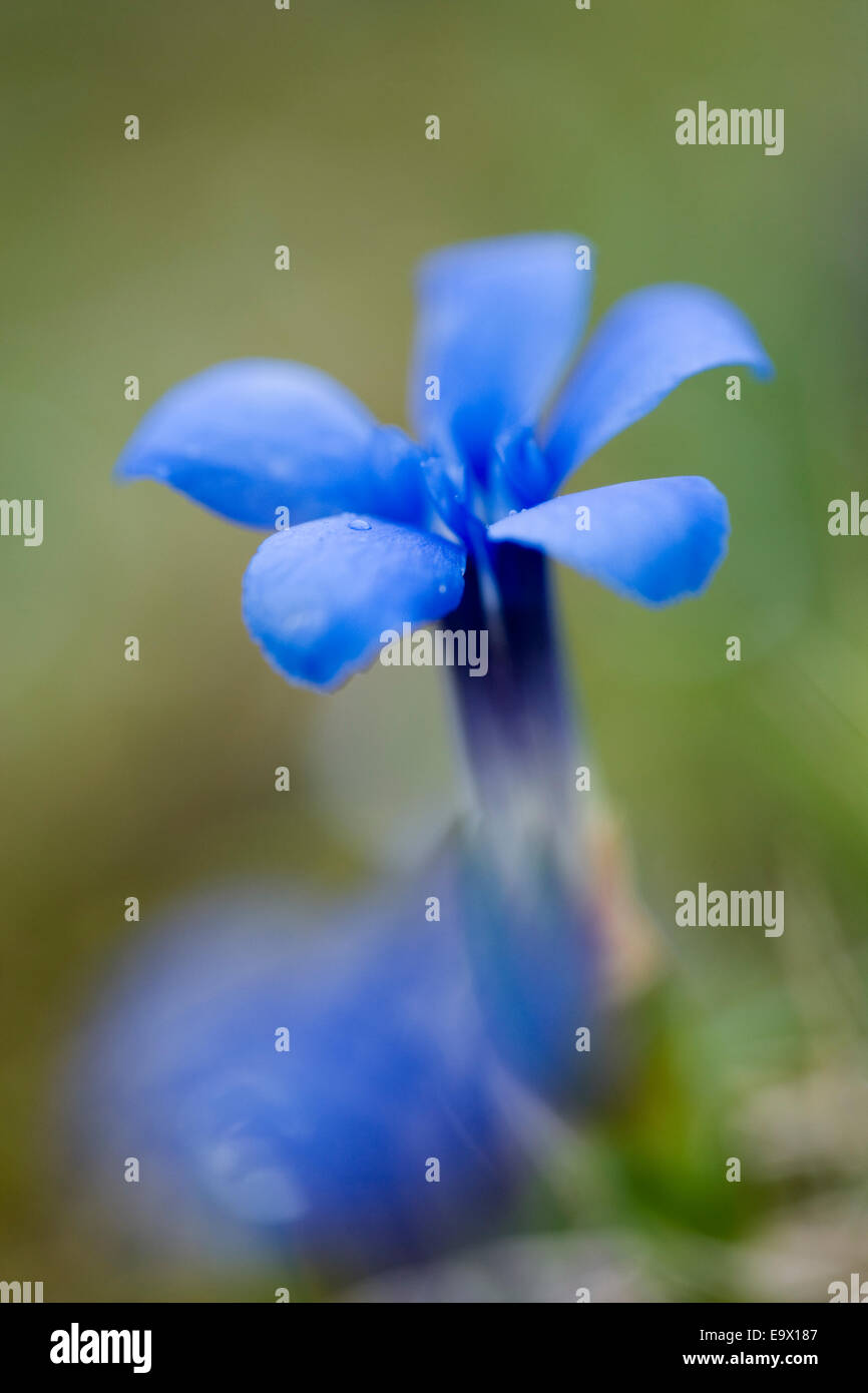 Spring gentian (Gentiana verna), Moor House nature reserve, Upper Teesdale, North Pennines AONB, UK Stock Photo