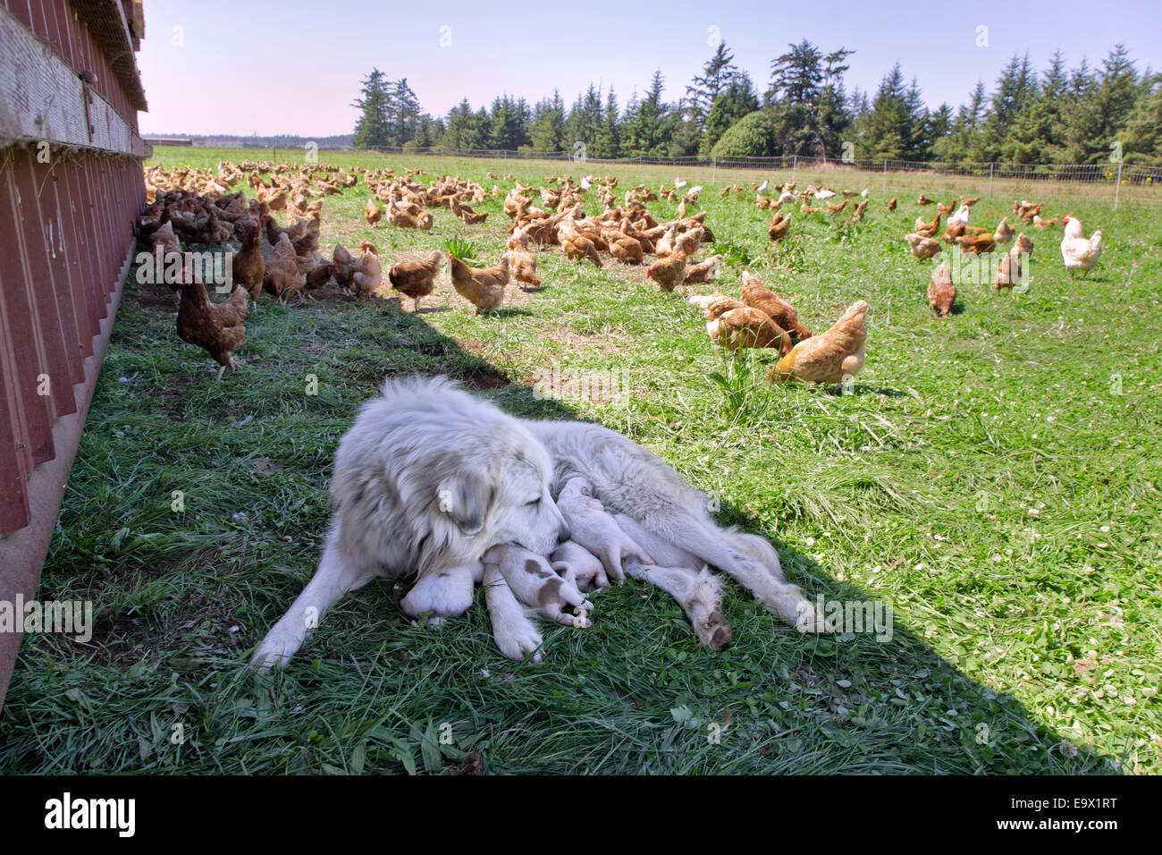 Great Pyrenees mother with one week old puppies, free roaming Eco organic chickens. Stock Photo