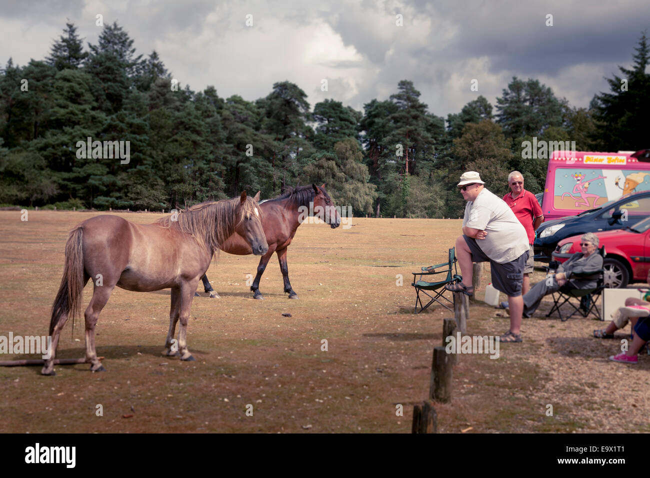 Middle aged man looking at New Forest Ponies Stock Photo