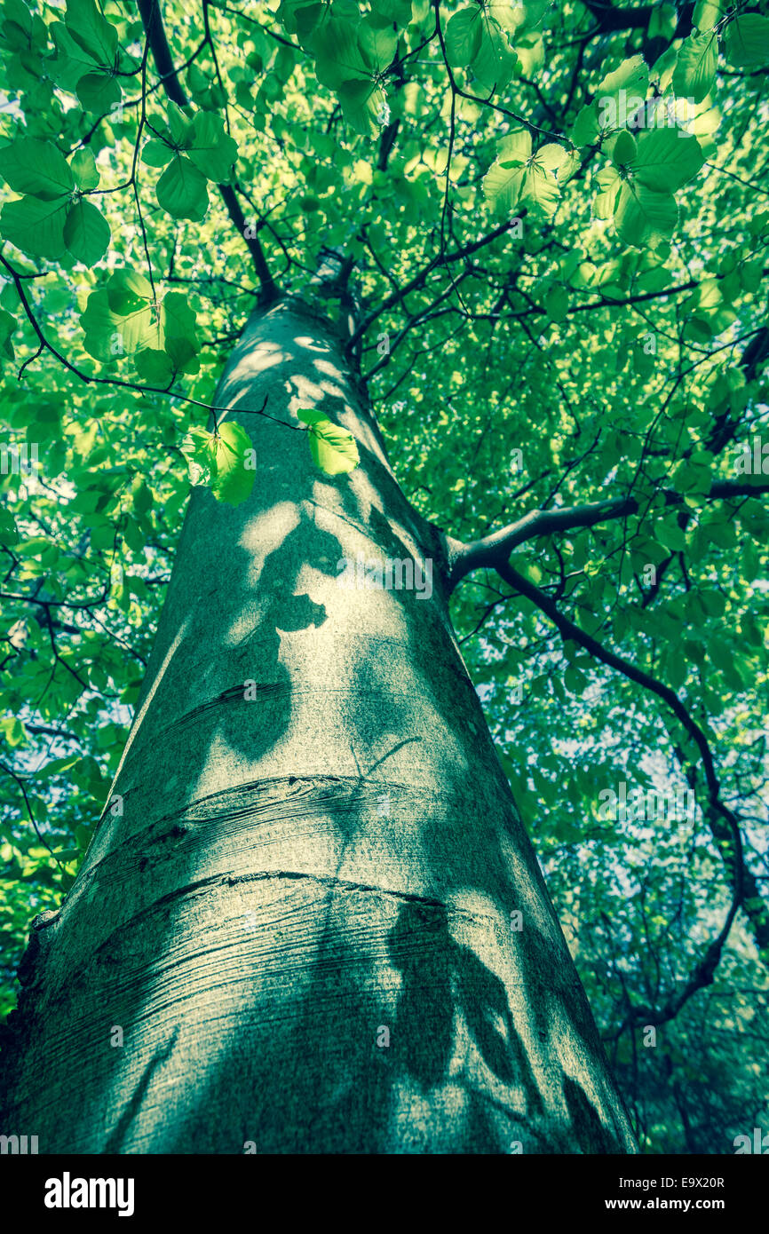 Looking up the trunk of a mature Beech tree to the sunlit leaf canopy. Stock Photo