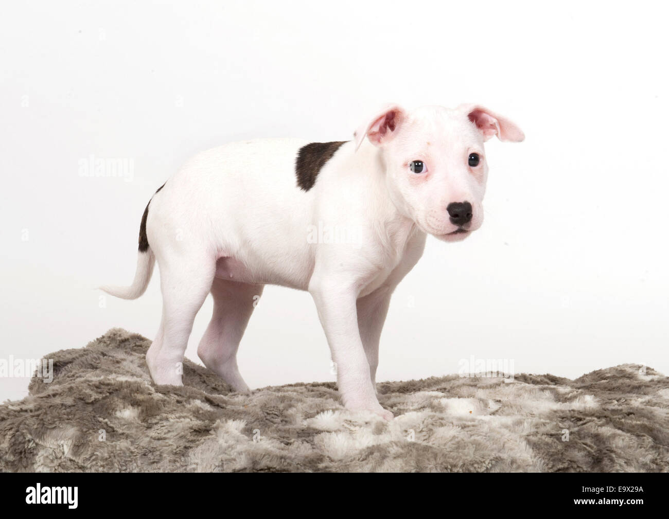 staffy puppy black and white