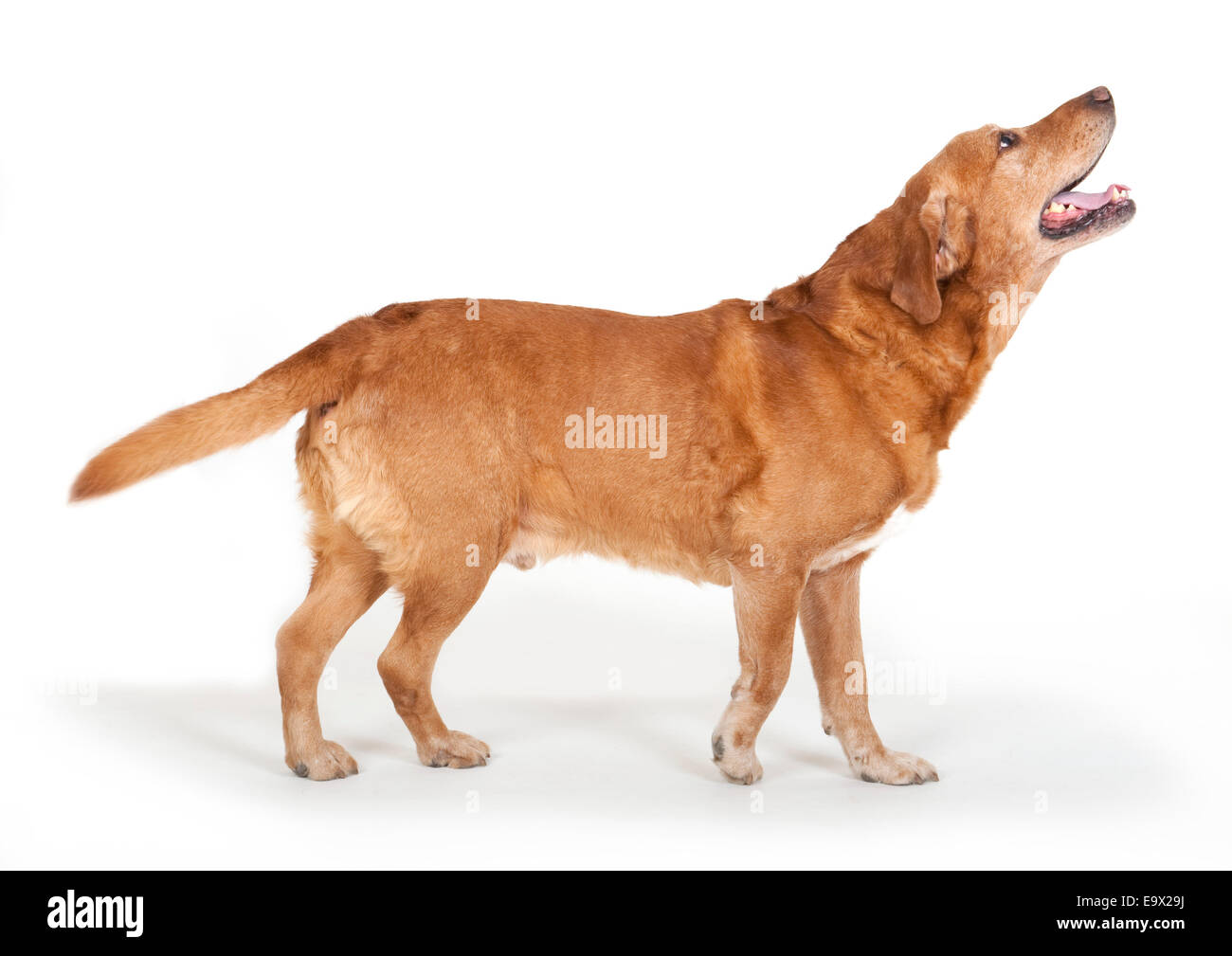 Labrador Dog in studio UK Stock Photo