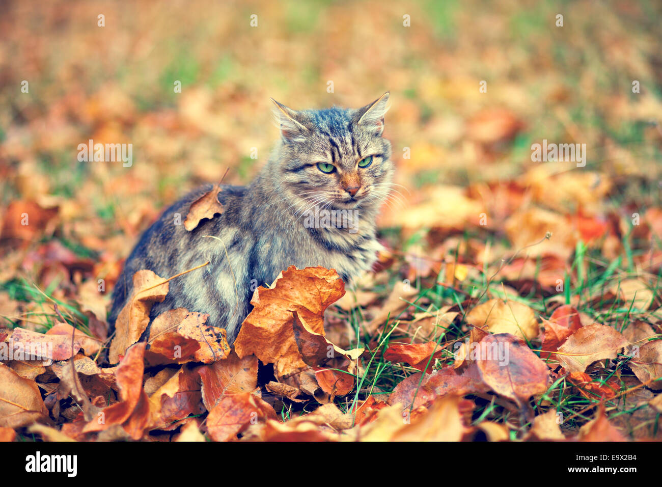 Siberian Cat Sitting On The Fallen Leaves Stock Photo Alamy
