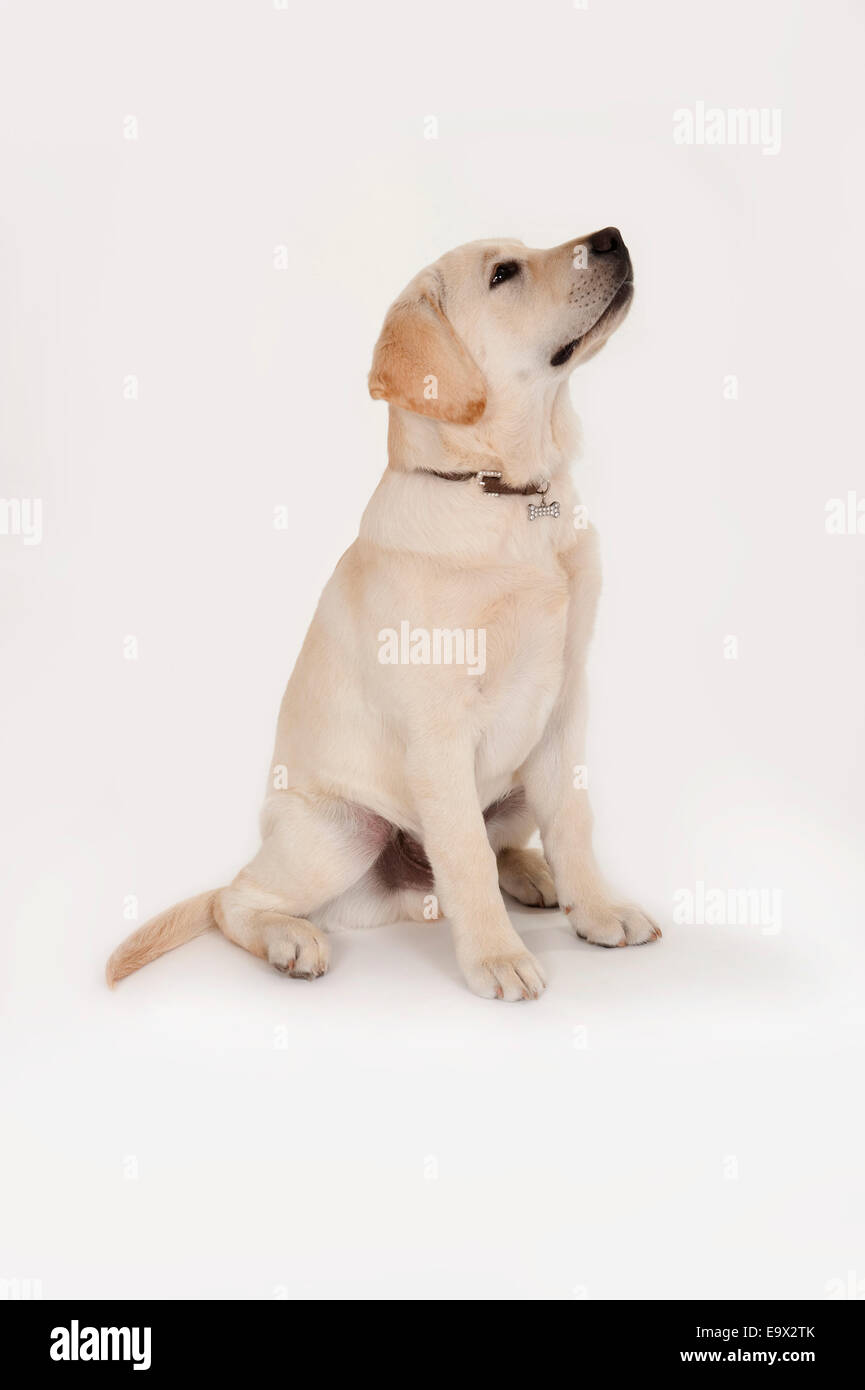 Labrador Puppy 3 Months Old In Studio Uk Stock Photo Alamy