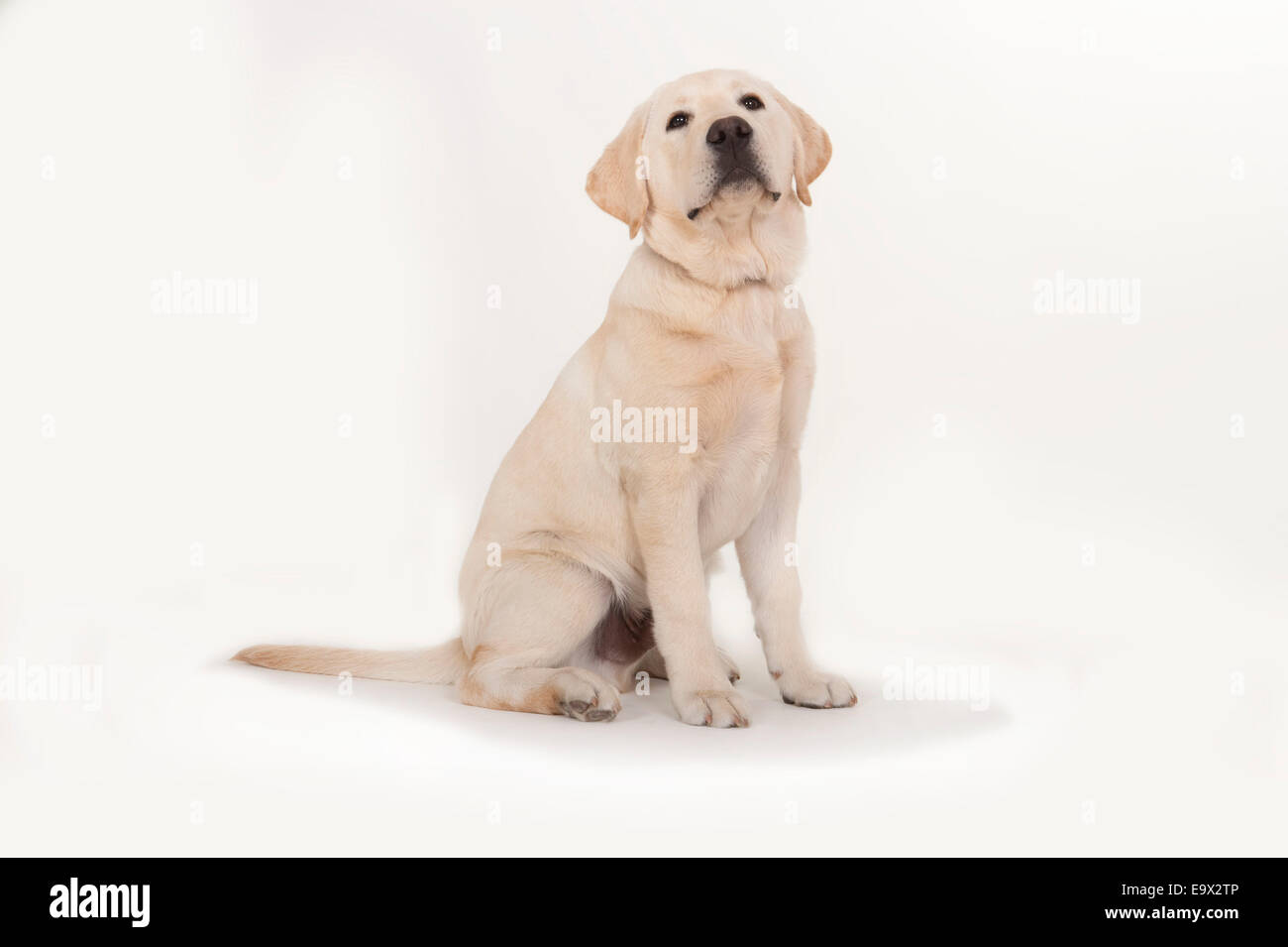 Labrador puppy 3 months old in studio UK Stock Photo