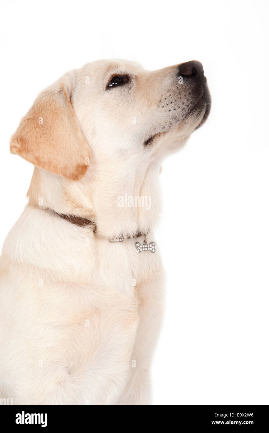 Labrador puppy 3 months old in studio UK Stock Photo