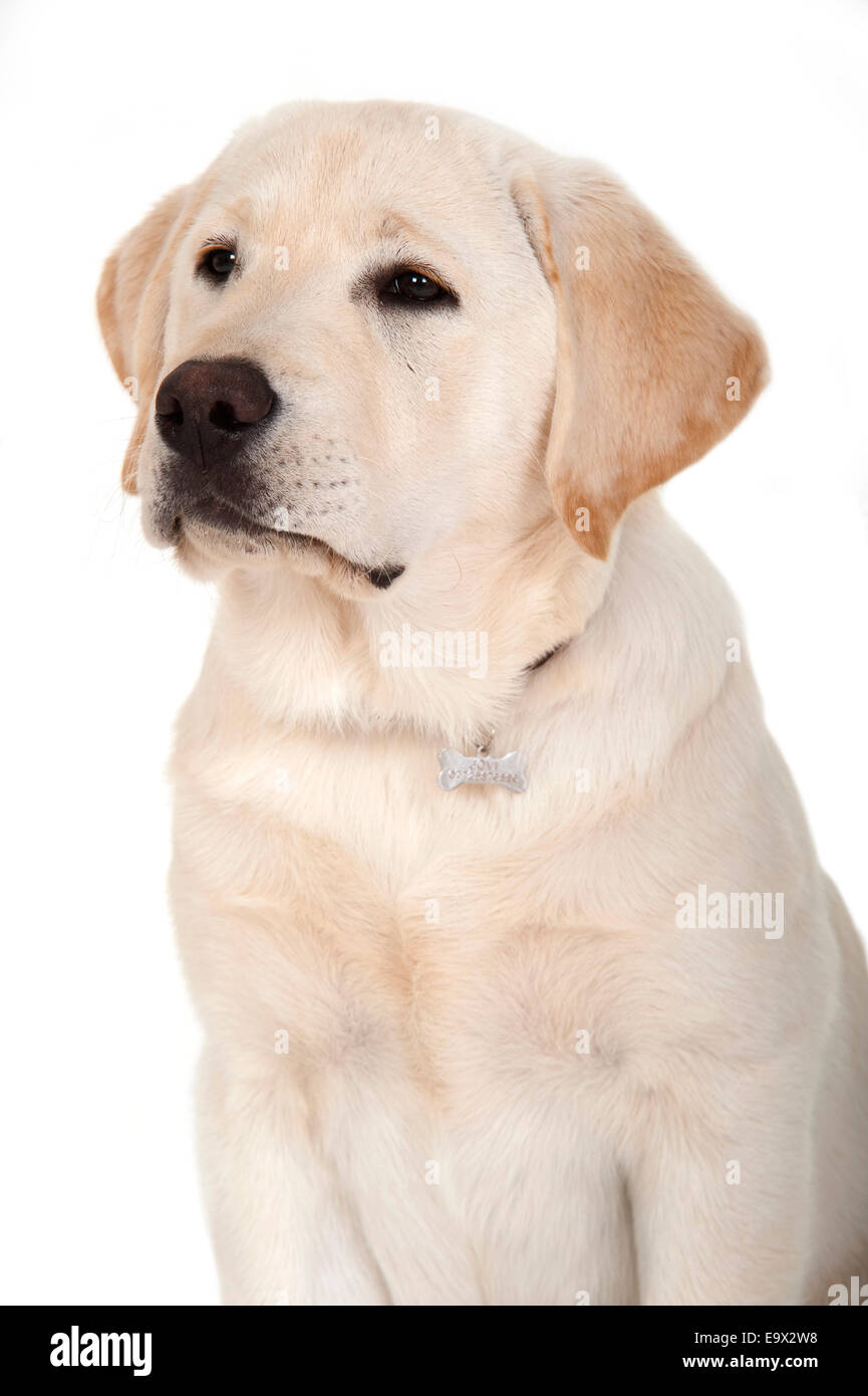 How Much Is A Labrador Puppy Uk