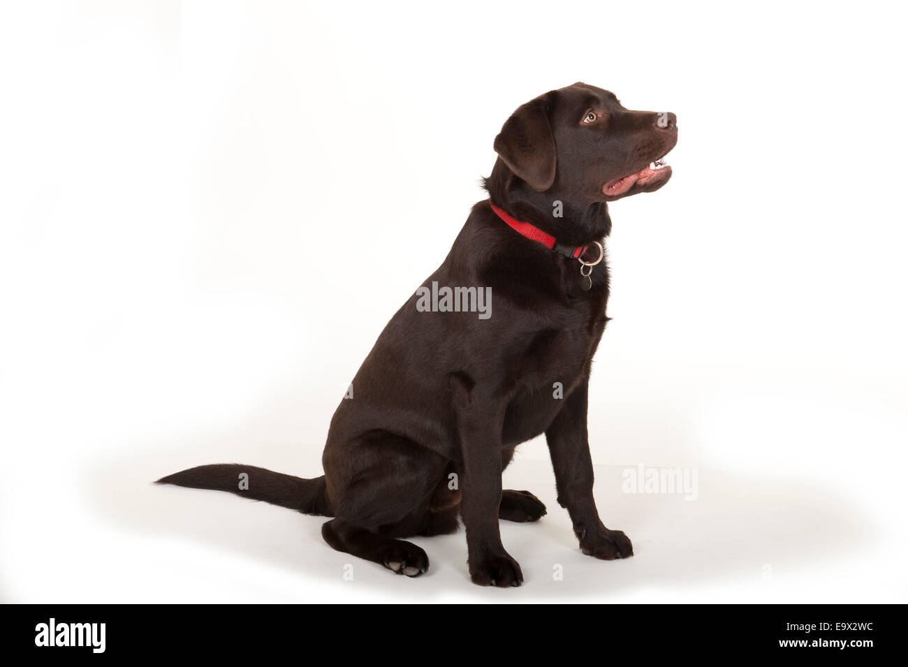 6 month old Labrador Dog in studio UK Stock Photo