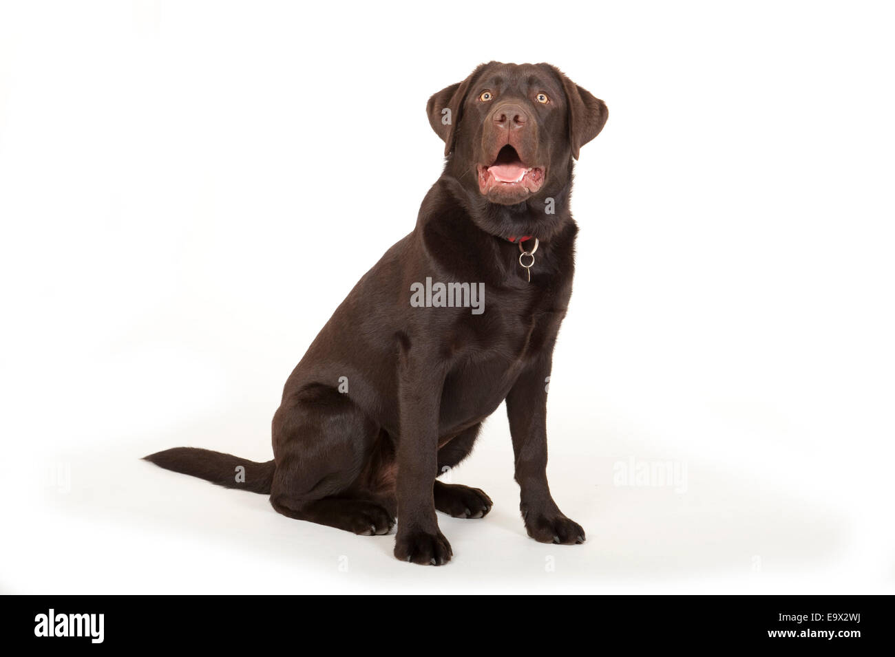6 month old Labrador Dog in studio UK Stock Photo - Alamy