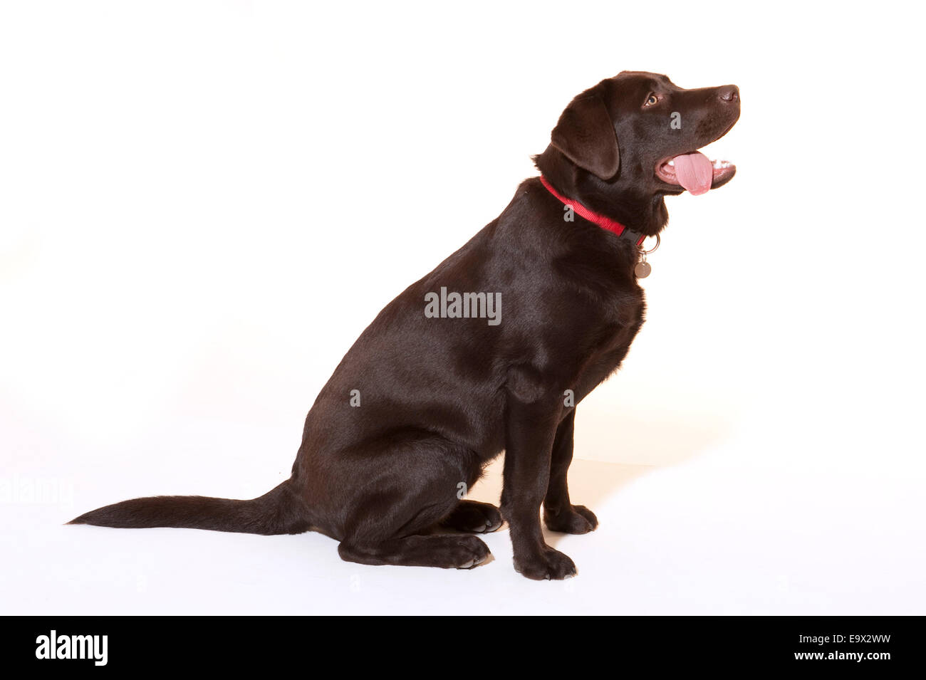 6 month old Labrador Dog in studio UK Stock Photo
