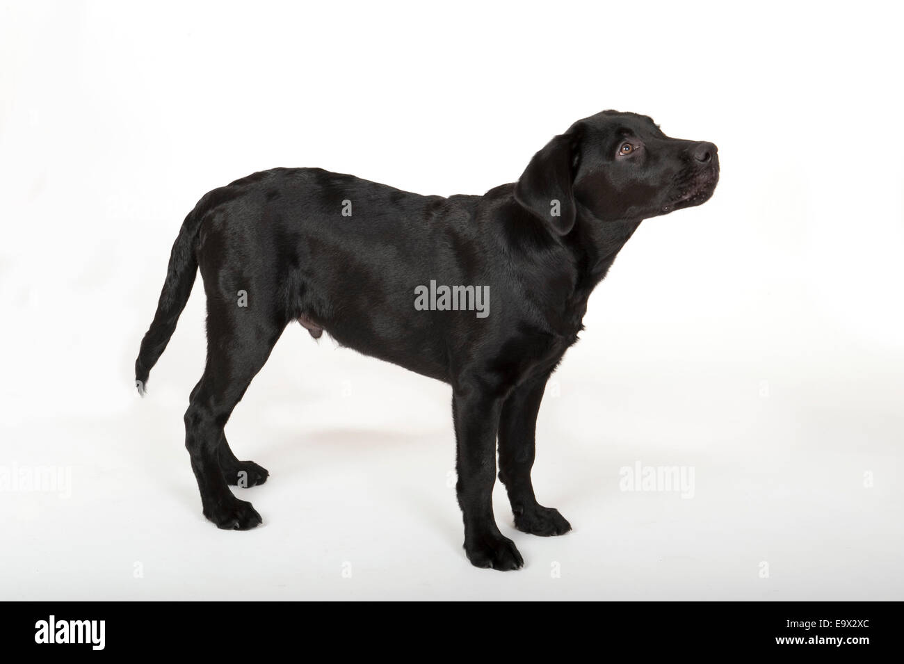 Old black labrador dog hi-res stock photography and images - Alamy