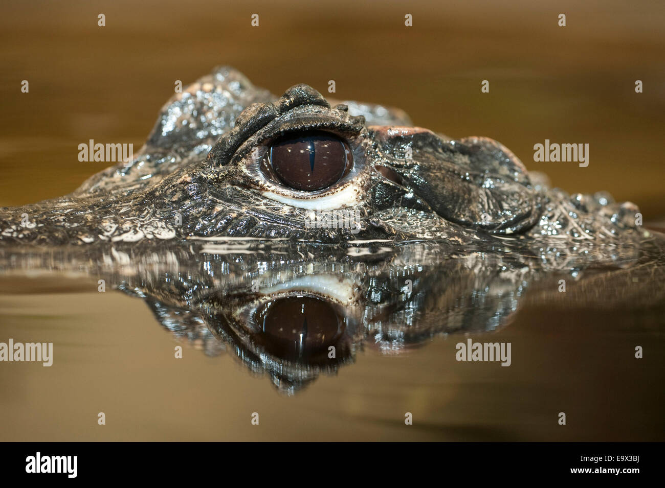 West African Dwarf Crocodile Osteolaemus tetraspis Stock Photo