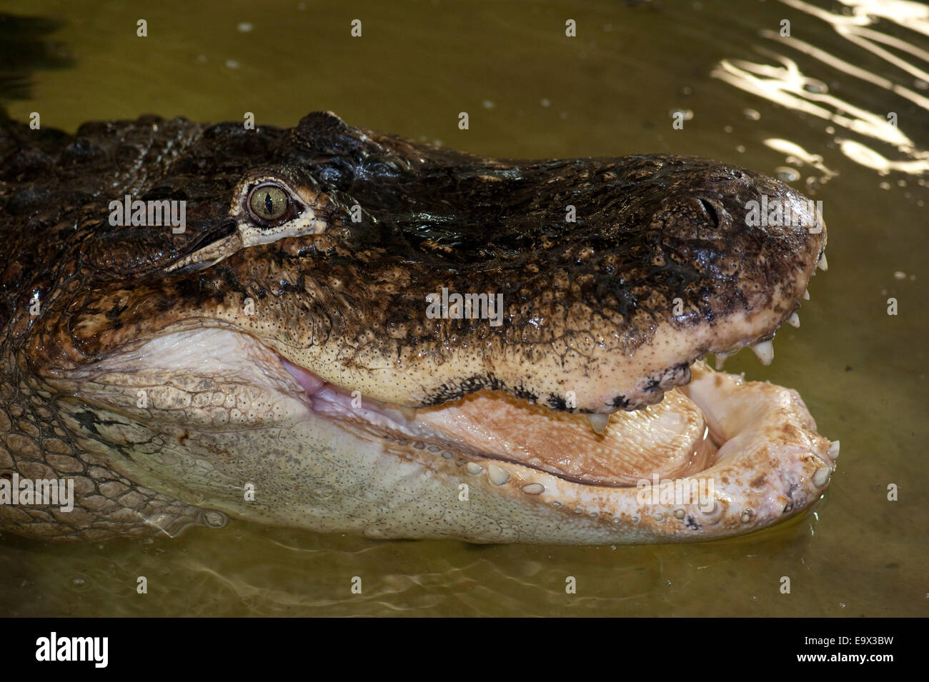 American Alligator Alligator mississippiensis Stock Photo