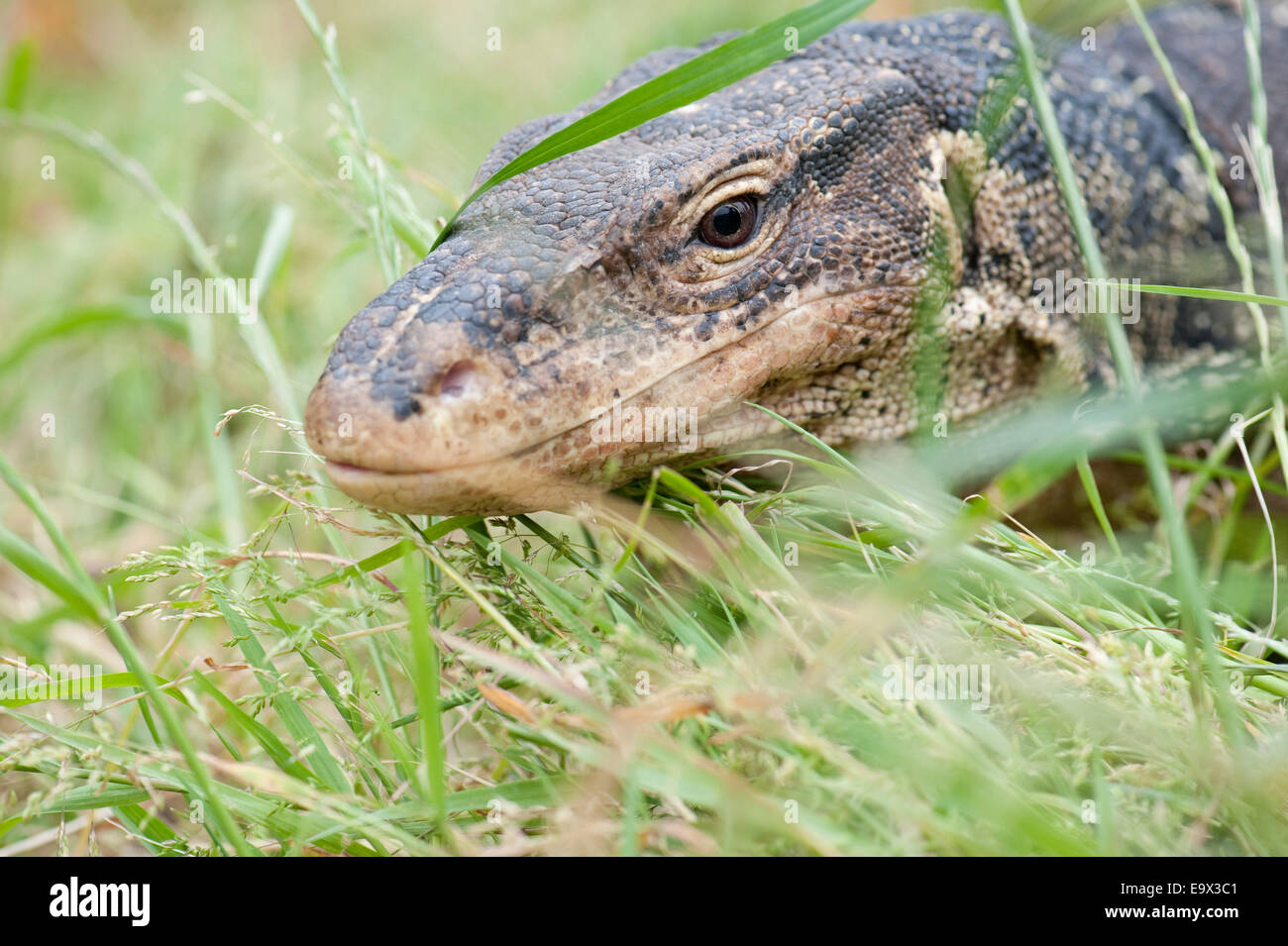 Water monitor Varanus salvator Stock Photo Alamy