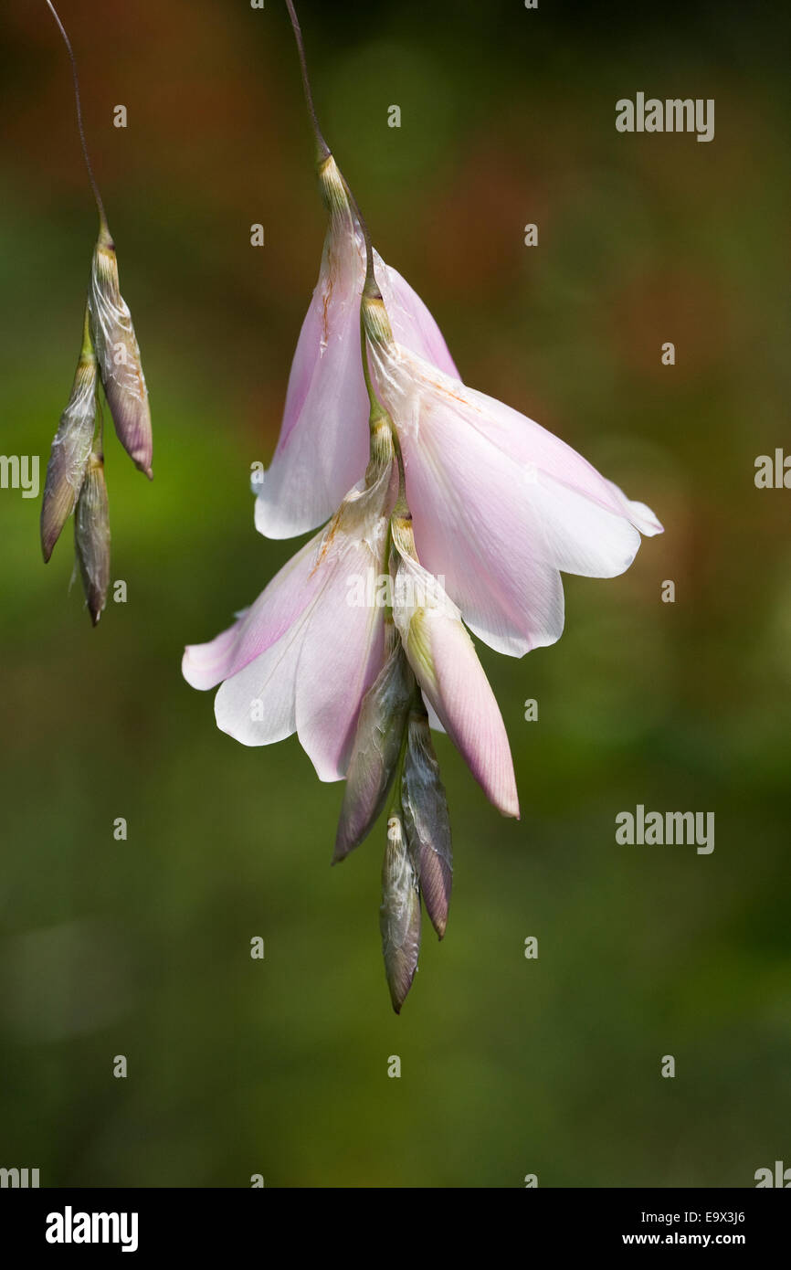 Dierama flowers. Stock Photo