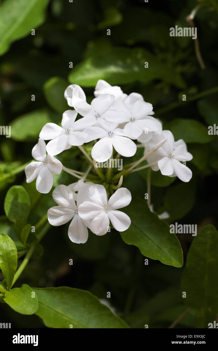 Plumbago auriculata var. Alba flowers. Stock Photo