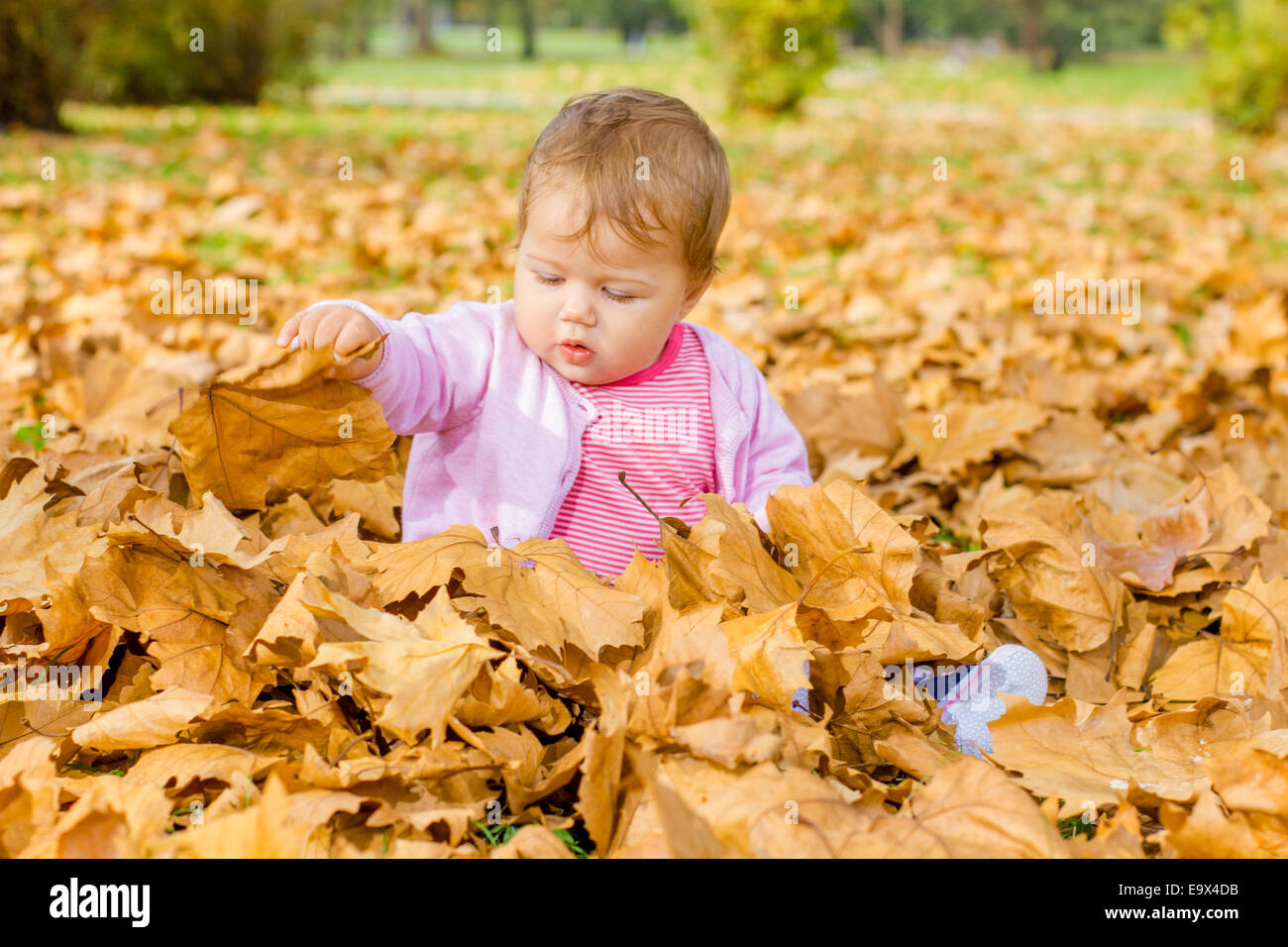 Adorable baby playing with autumn leaves in the park Stock Photo - Alamy