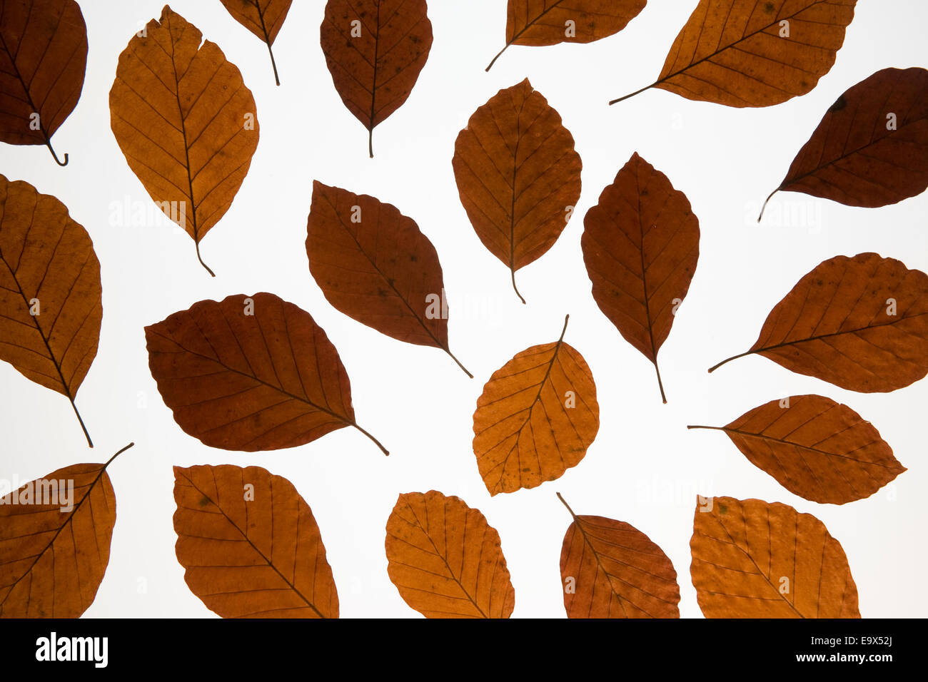 Beech leaves (Fagus sylvatica), autumnal abstract, UK Stock Photo