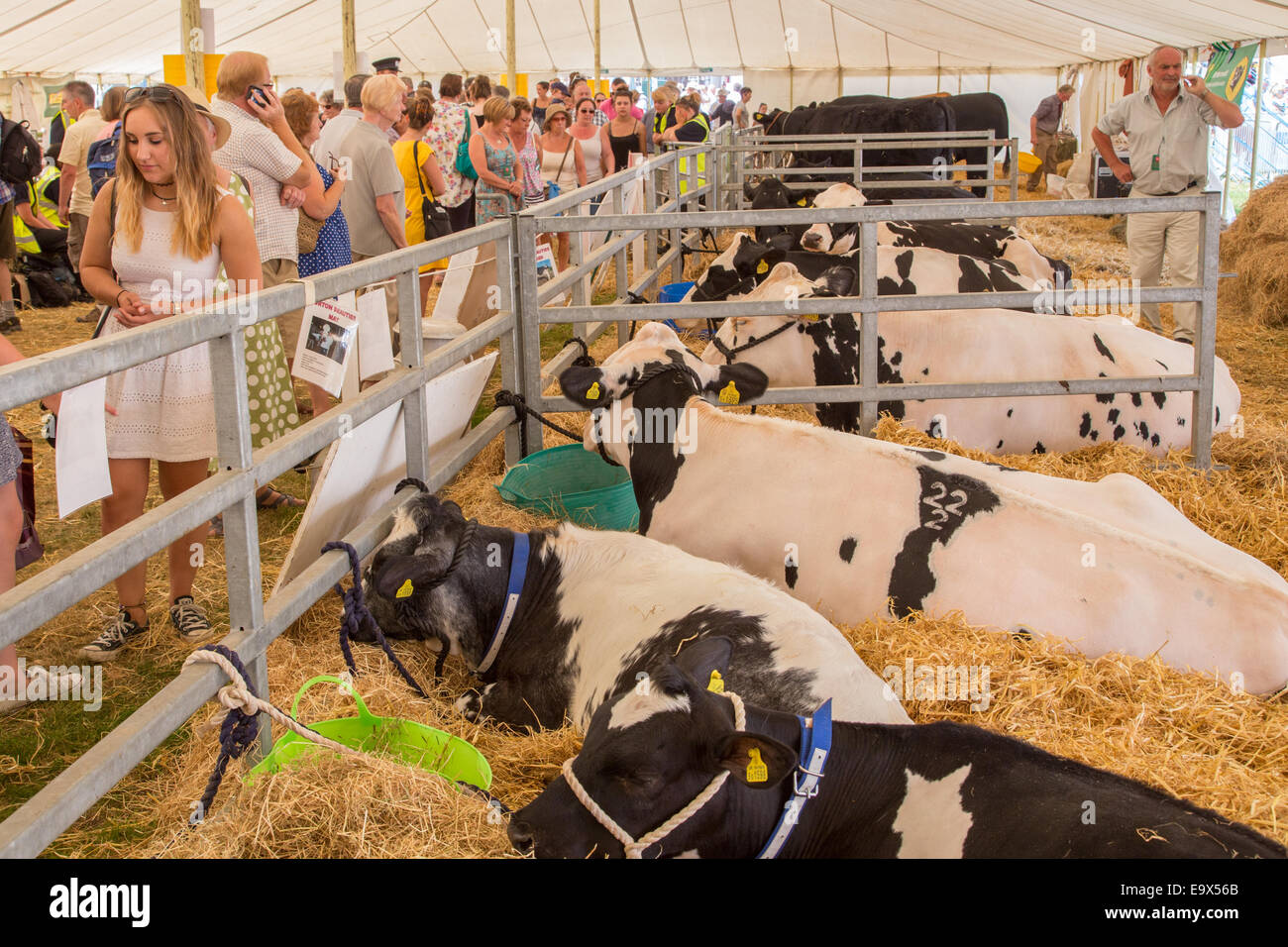 Cattle tent at the New Forest Show 2014, Hampshire, England Stock Photo