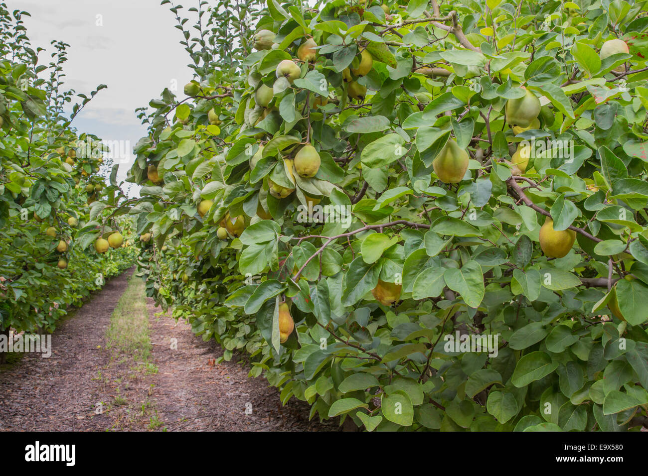 Quince fruit on the tree in a French orchard, Provence Stock Photo Alamy