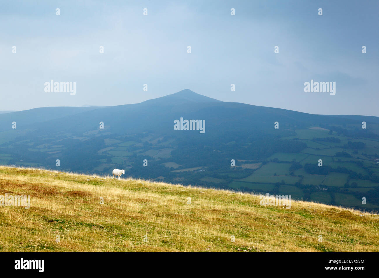 Lone sheep on Table Mountain with Sugar Loaf mountain in the distance. The Black Mountains. Brecon Beacons National Park. Wales. Stock Photo