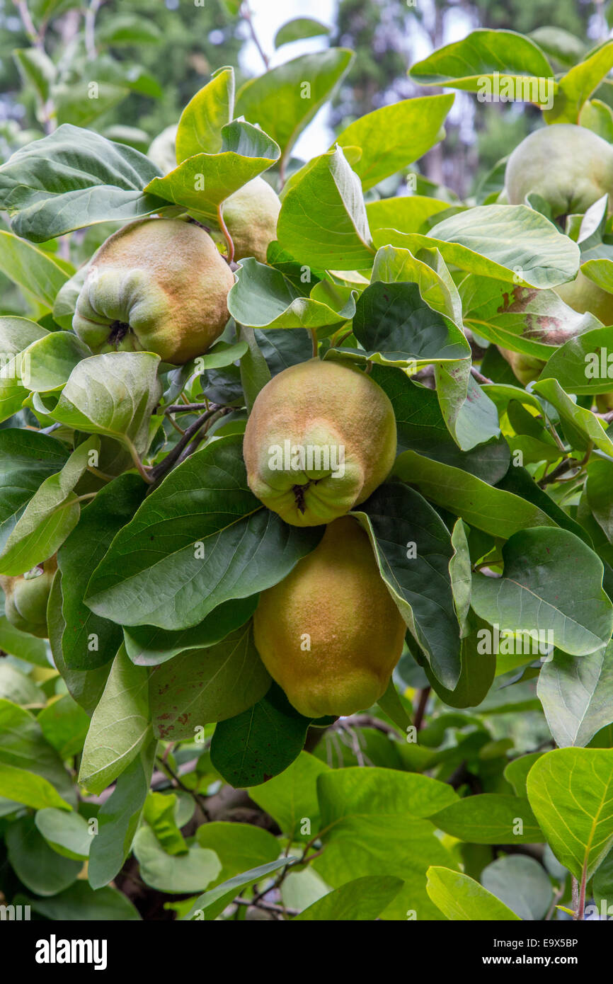 Quince fruit on the tree in a French orchard, Provence Stock Photo