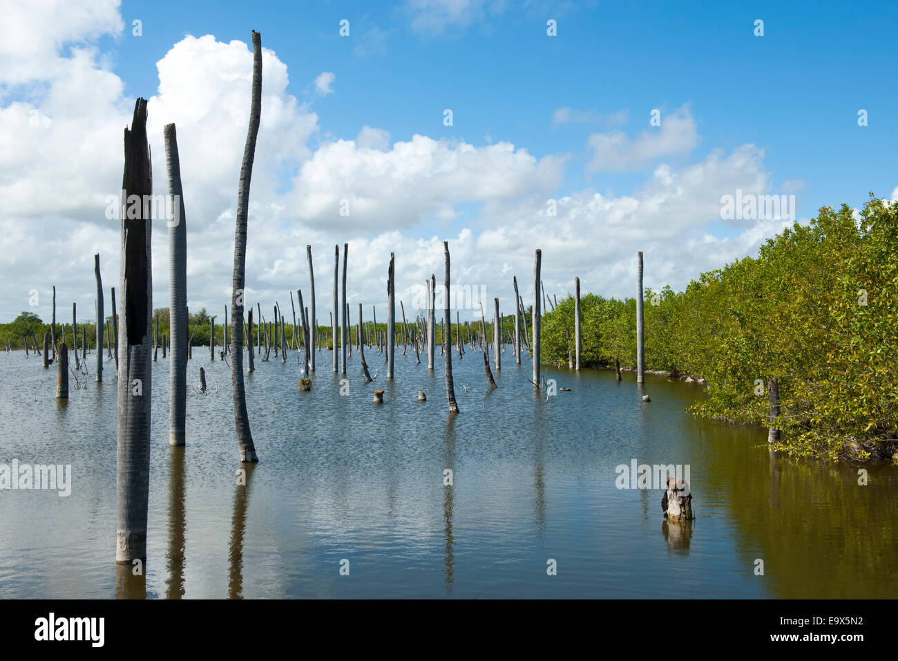 Dominikanische Republik, Osten, Punta Cana, Bavaro, Natuschutzgebiet Laguna de Bavaro Stock Photo