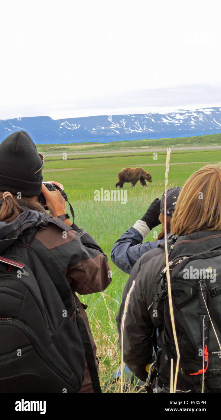 Photographers taking pictures of Grizzly Brown Bear - Stock Image