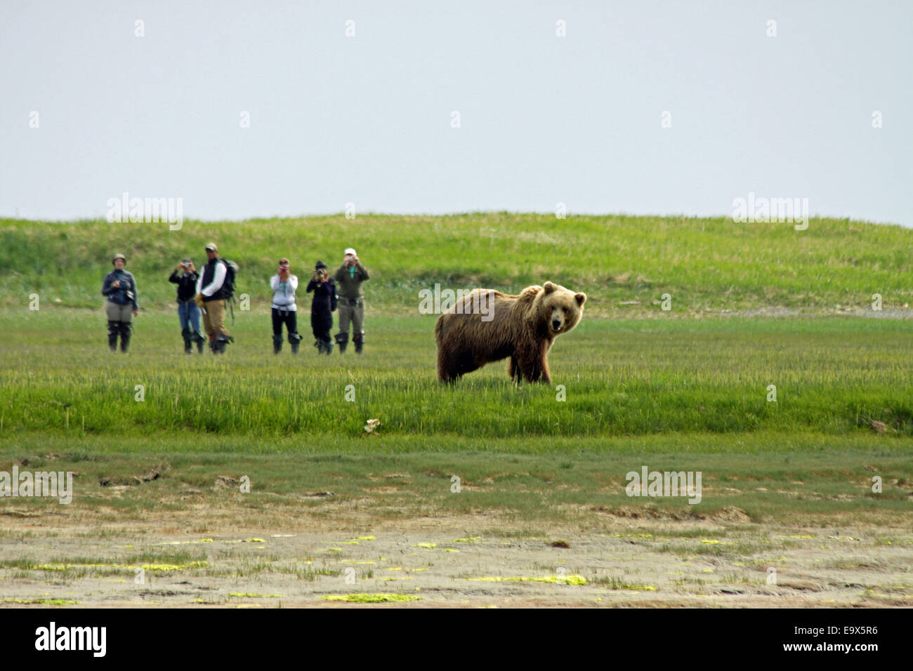 Grizzy Brown Bear with hikers - Stock Image
