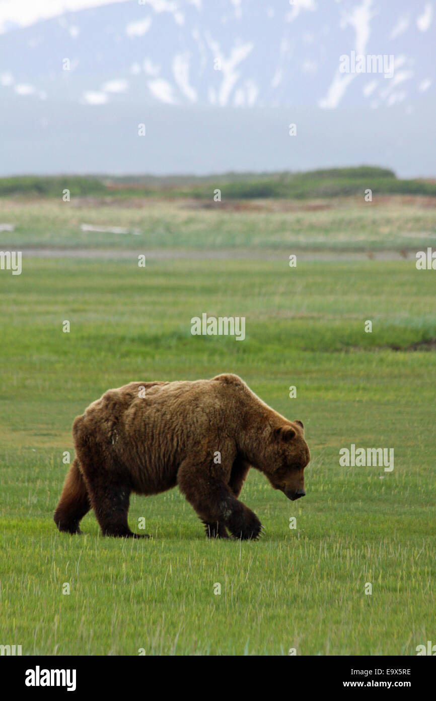 Grizzly bear walking near mountains - Stock Image