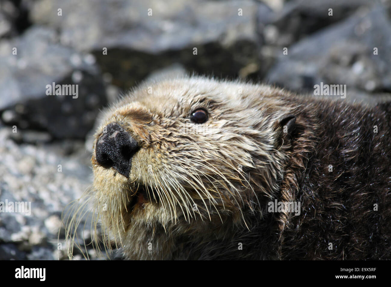 Otter closeup Stock Photo