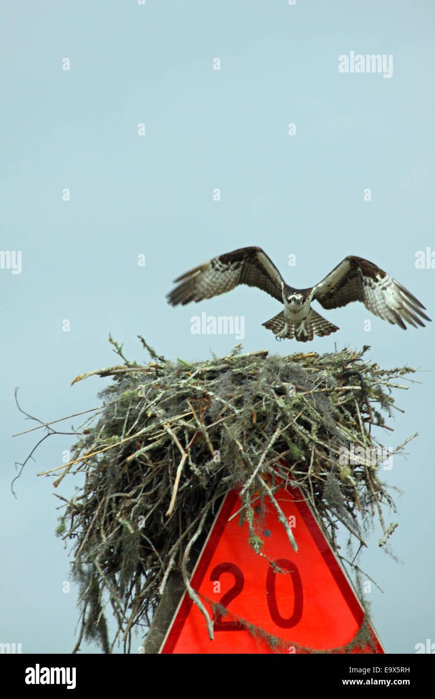 Osprey nest on red channel marker - Stock Image