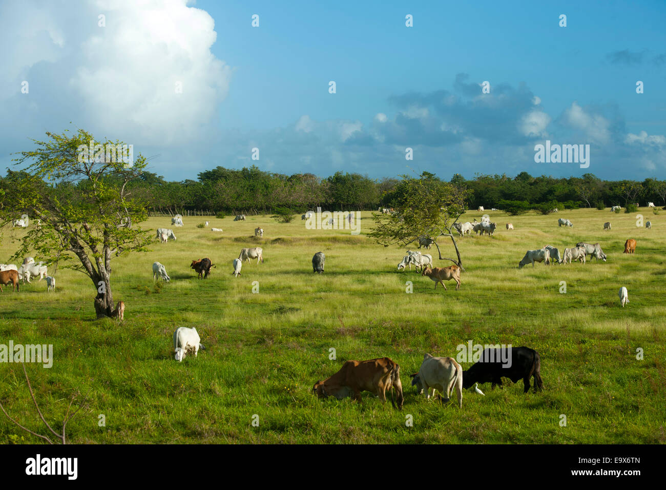 Dominikanische Republik, Osten, bei Uvero Alto Stock Photo