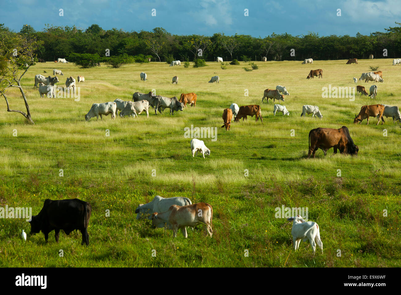 Dominikanische Republik, Osten, bei Uvero Alto Stock Photo