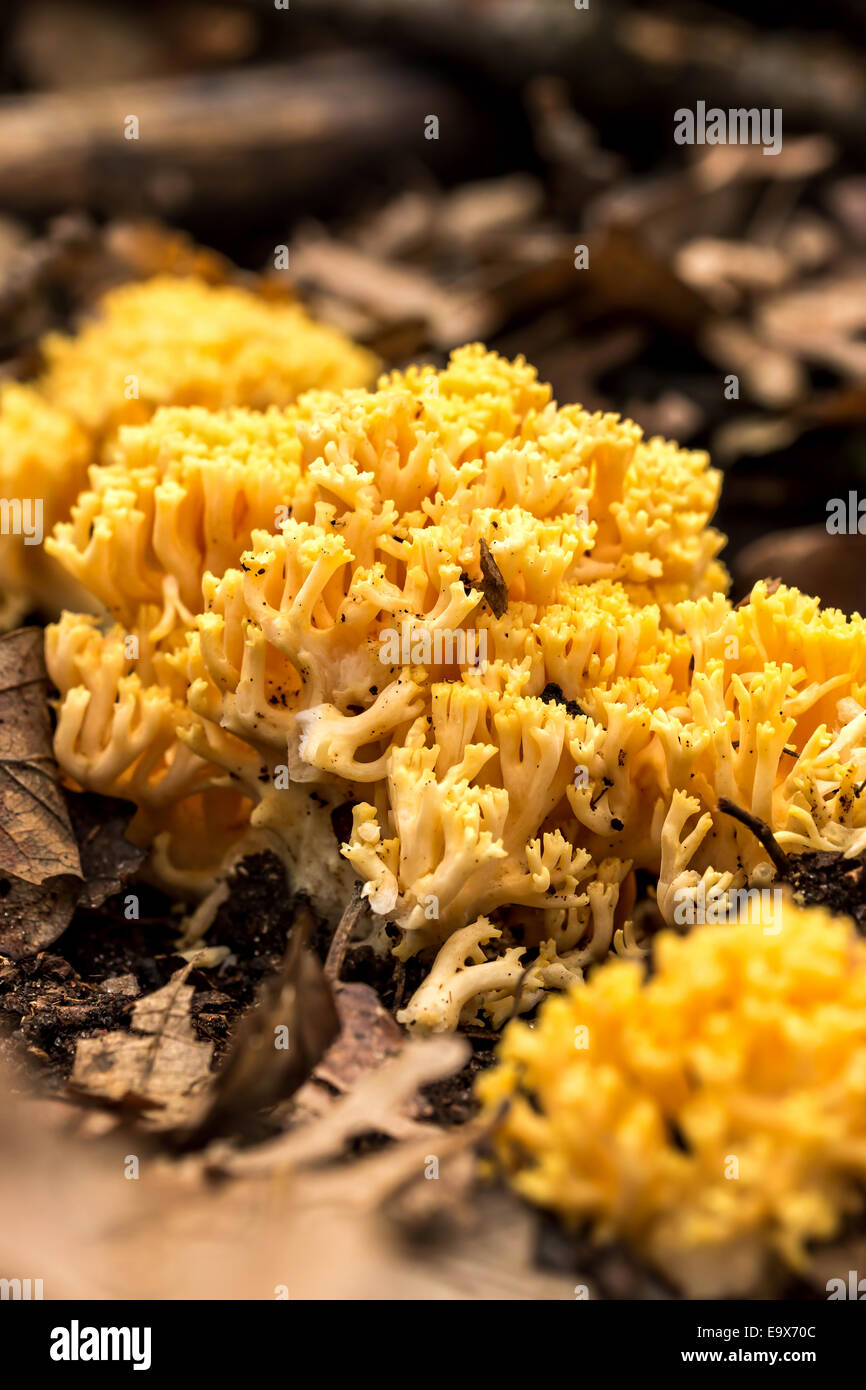 Coral mushroom close-up (Ramaria flava) Stock Photo