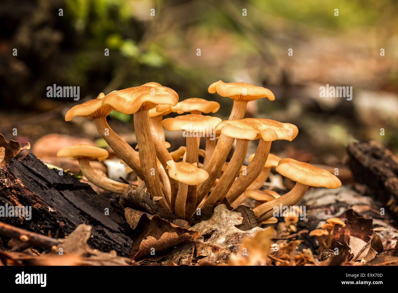Ringless honey fungus hi-res stock photography and images - Alamy
