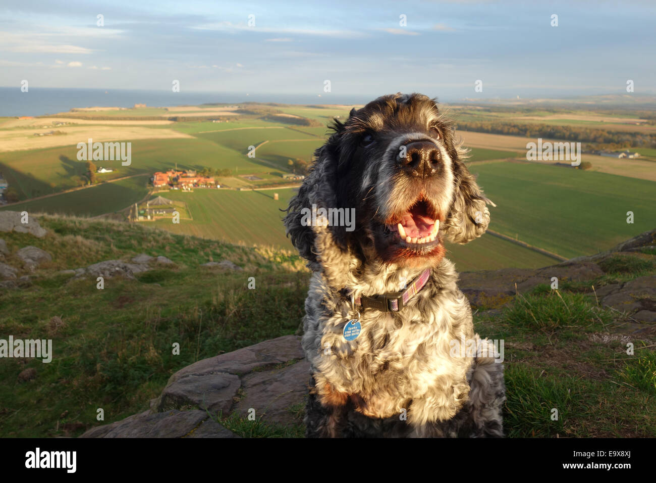 Cocker Spaniel Dog at top of Berwick Law, North Berwick, East Lothian Stock Photo