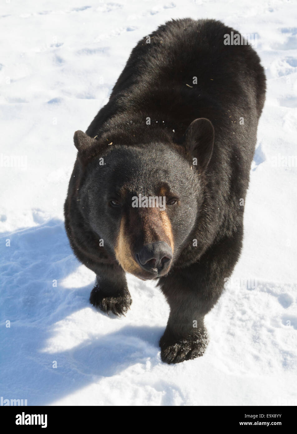 Front view black bear hi-res stock photography and images - Alamy