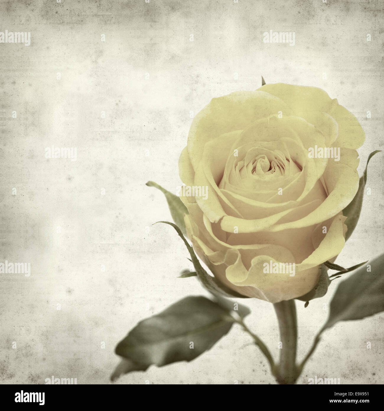 Rusty Paper Roses Backround textured old paper background with yellow rose Stock Photo - Alamy