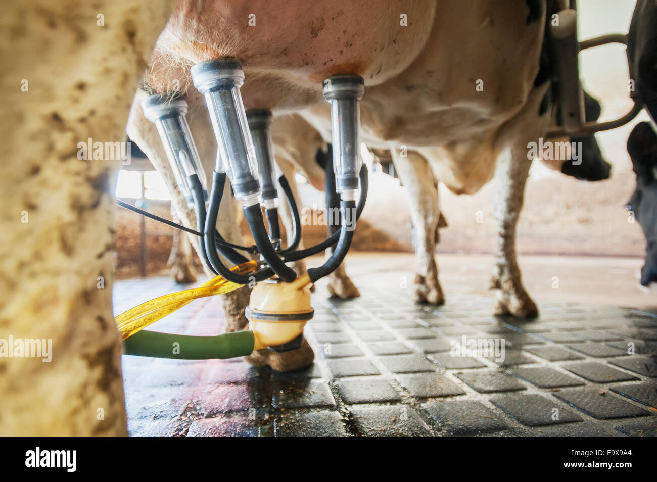 Close up of milking equipment attached to dairy cow; Ridgely, Maryland, United States of America Stock Photo