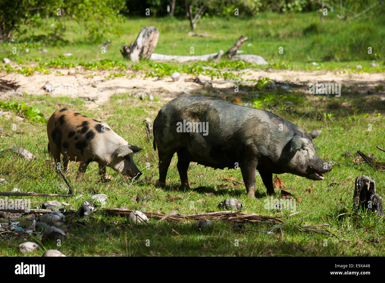 Dominikanische Republik, Osten, El Cedro, Schweine am Strand Playa Limon Stock Photo