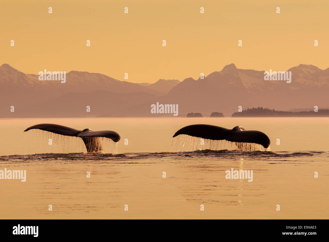 Humpback whale silhouette hi-res stock photography and images - Alamy