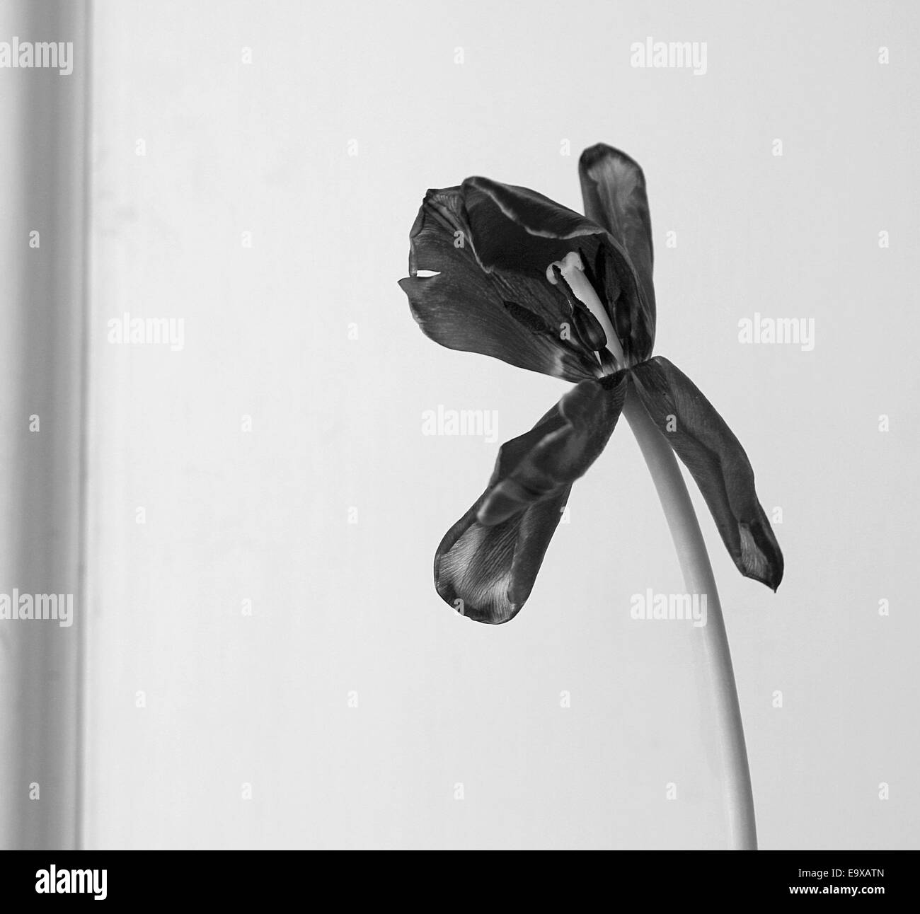 A dying tulip black and white photograph on plain background Stock